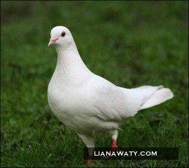 BURUNG MERPATI